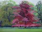 Glyndebourne great red beech tree